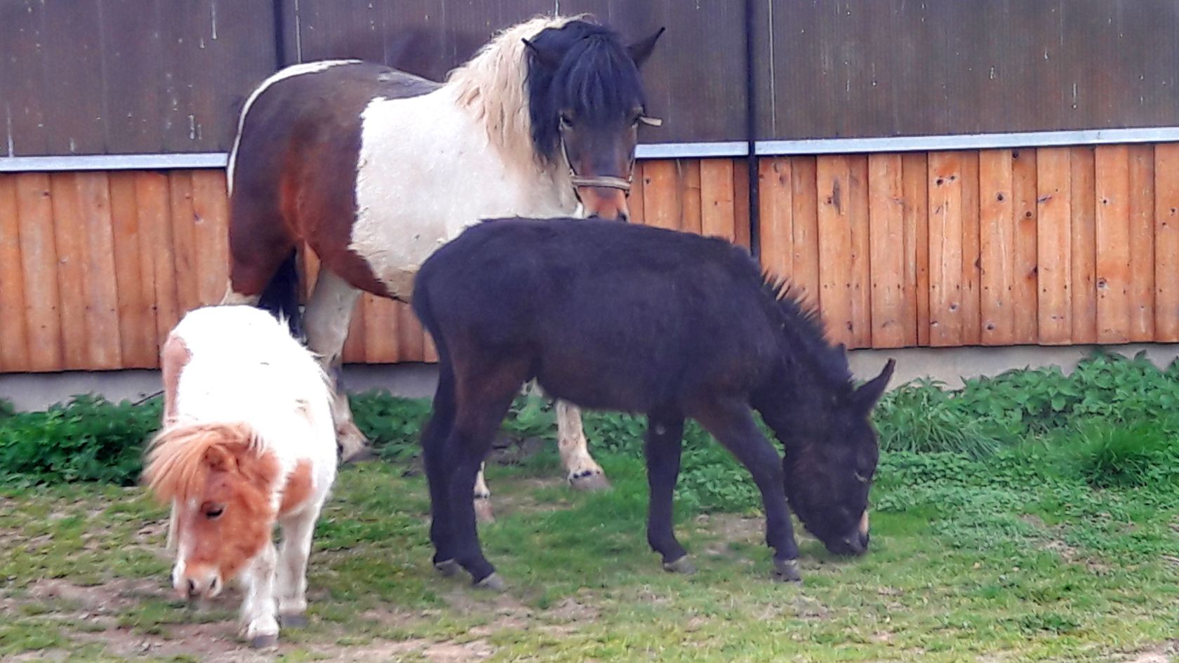 Tiere Auf Dem Bauernhof Bauernhof Wouznhof